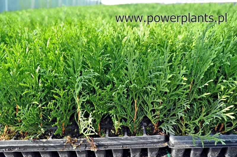 Descrizione della diapositiva 2